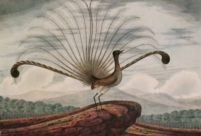 Lyrebird: mamura superba by T.R. Browne